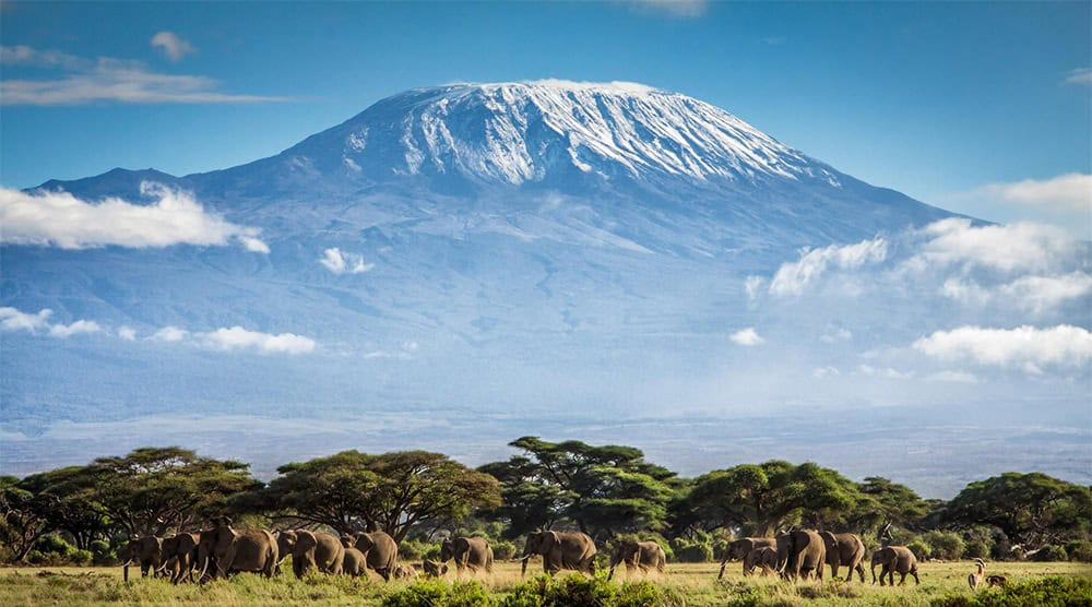 Mount Kilimanjaro above elephants crossing the savannah